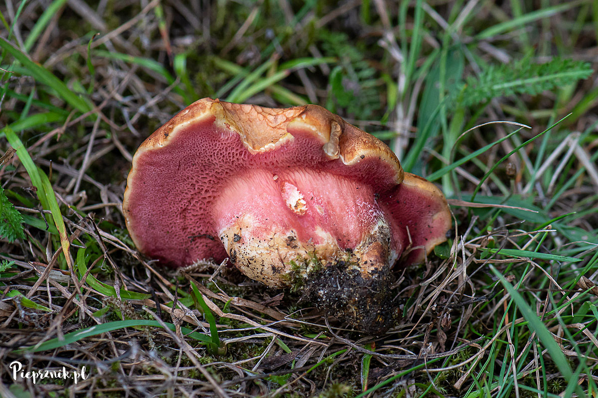 Rubinoborowik dębowy maślaczek rubinowy