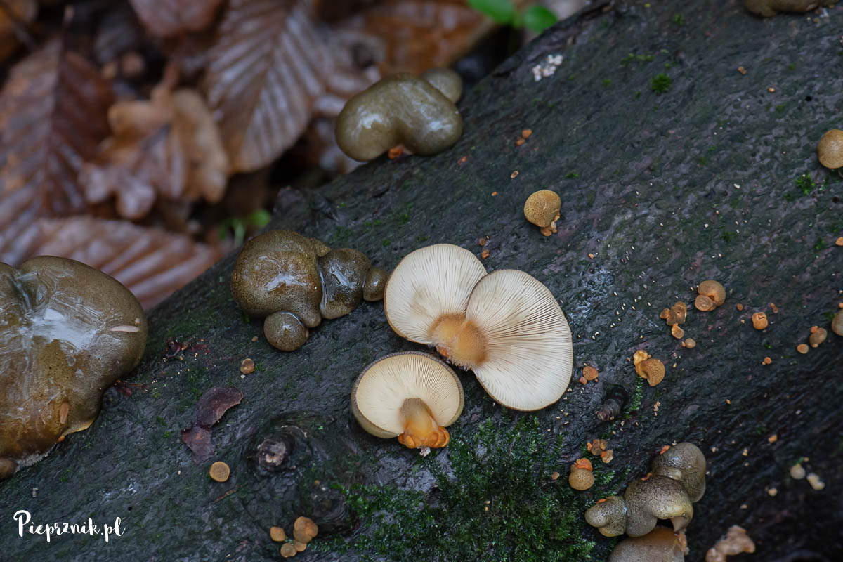 Łycznik późny (Sarcomyxa serotina)