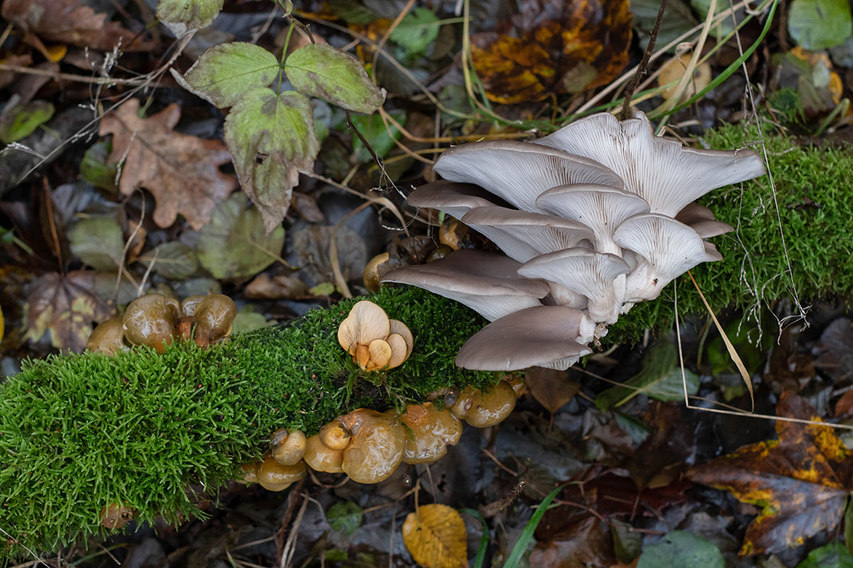 Boczniak ostrygowaty (Pleurotus ostreatus) i łycznik późny (Sarcomyxa serotina)