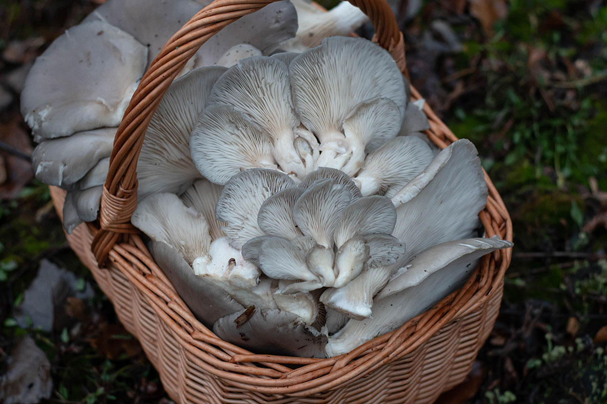 Boczniak ostrygowaty (Pleurotus ostreatus)