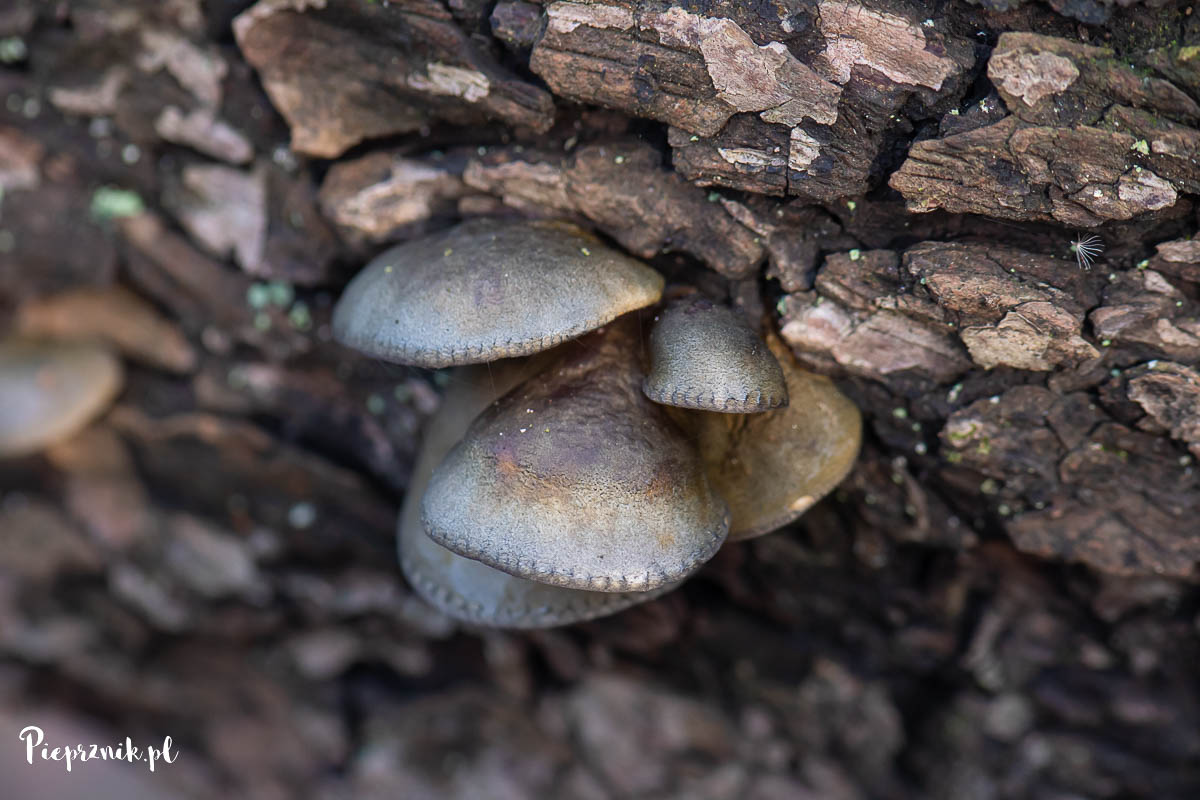 Łycznik późny (Sarcomyxa serotina)