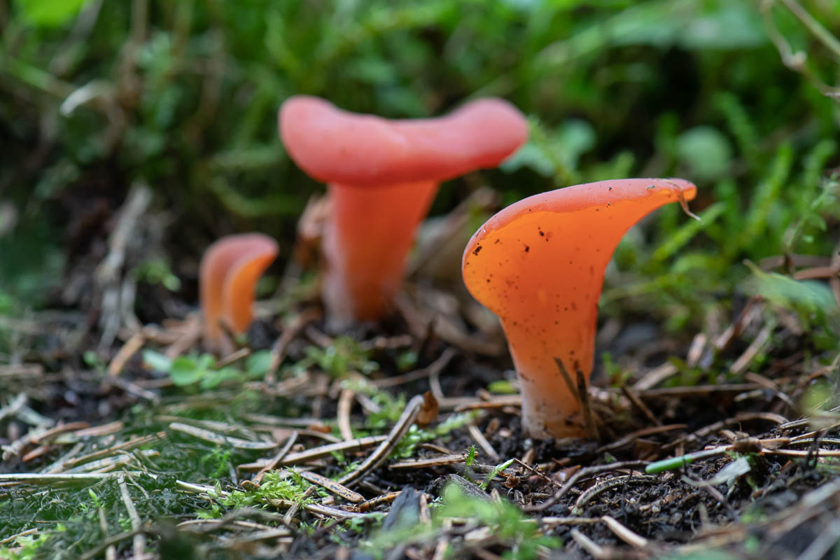 Płomyczka galaretowata (Guepinia helvelloides)