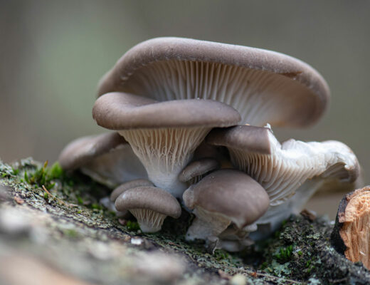 Boczniak ostrygowaty (Pleurotus ostreatus)