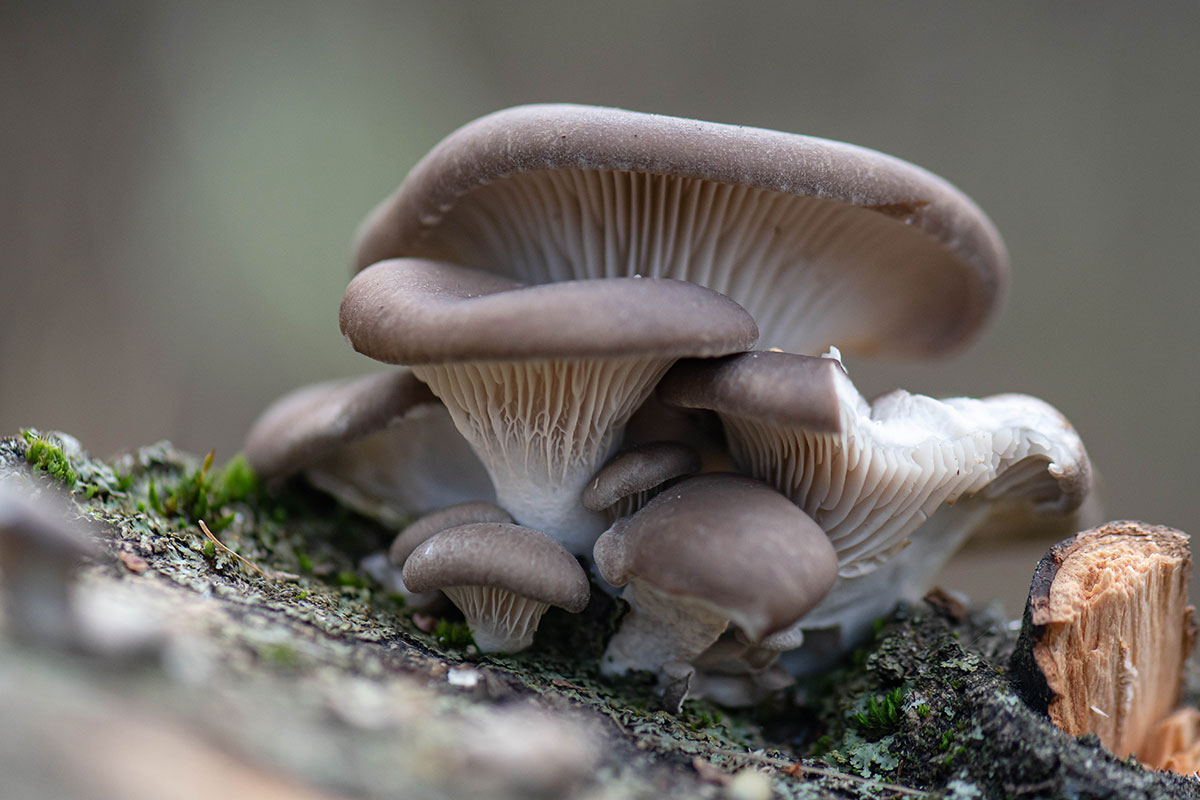 Boczniak ostrygowaty (Pleurotus ostreatus)