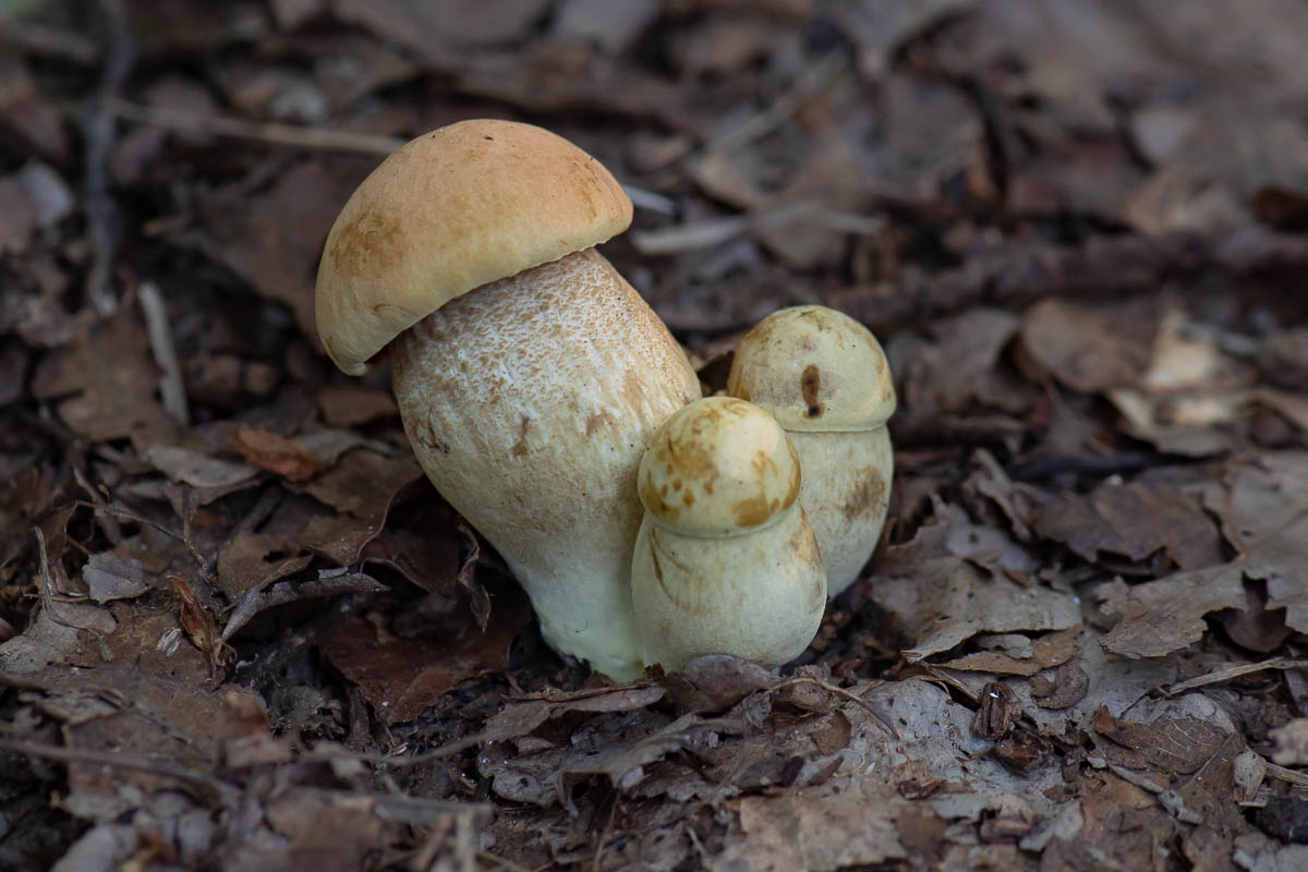 Koźlarek bruzdkowany (Leccinellum crocipodium)