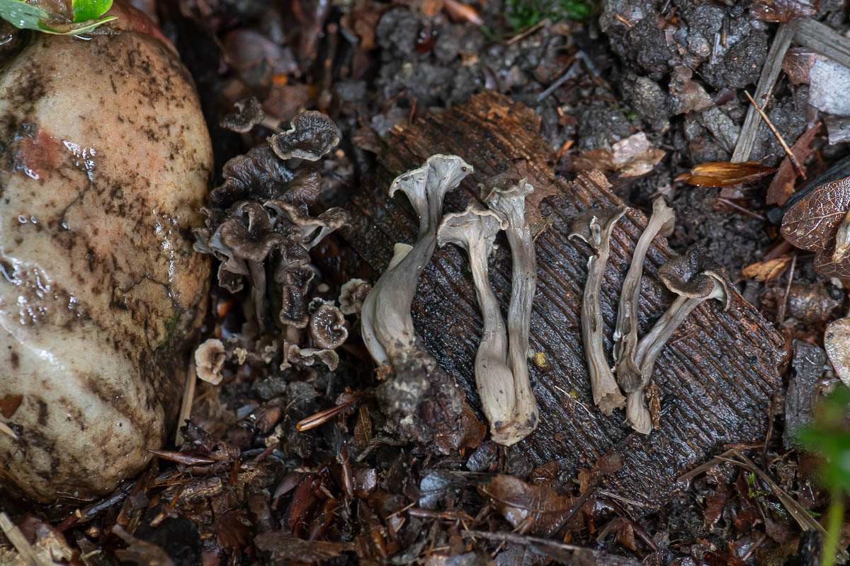 Lejkowniczek pełnotrzonowy (Craterellus undulatus)