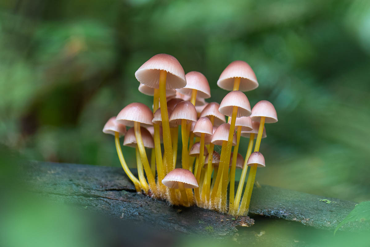 Grzybówka złototrzonowa (Mycena renati)