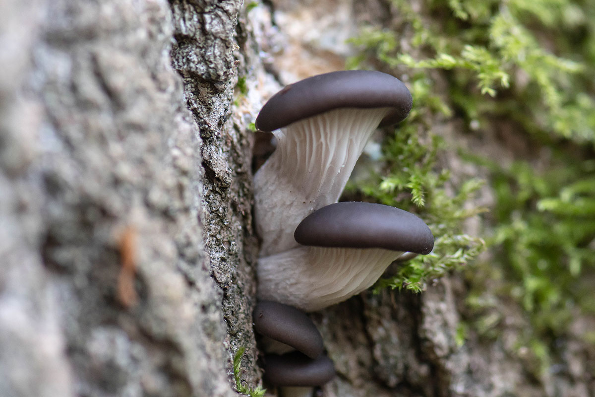 Boczniak ostrygowaty (Pleurotus ostreatus)