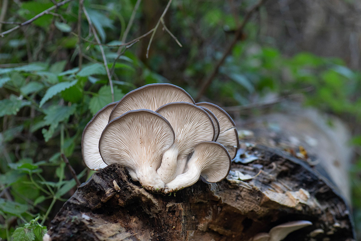 Boczniak ostrygowaty (Pleurotus ostreatus)