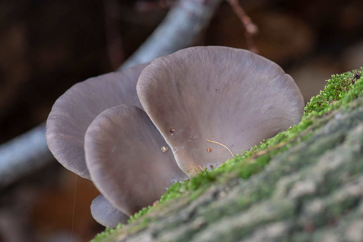 Boczniak ostrygowaty (Pleurotus ostreatus)