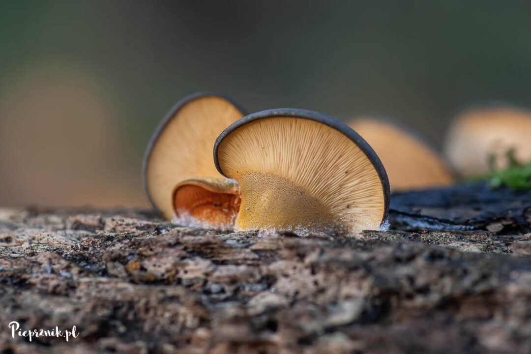 Łycznik późny (Sarcomyxa serotina)