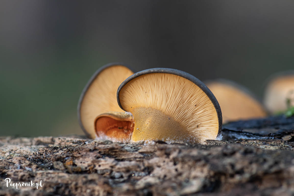 Łycznik późny (Sarcomyxa serotina)