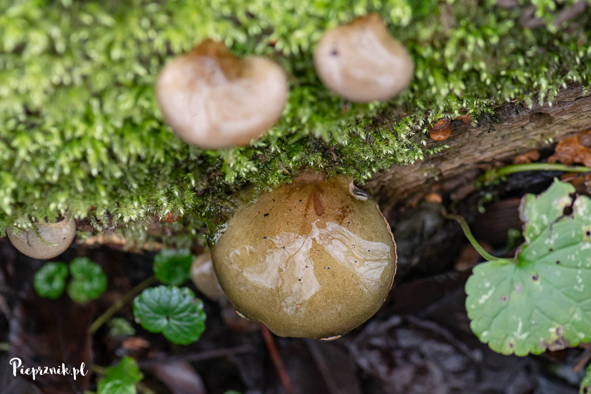 Łycznik późny (Sarcomyxa serotina)