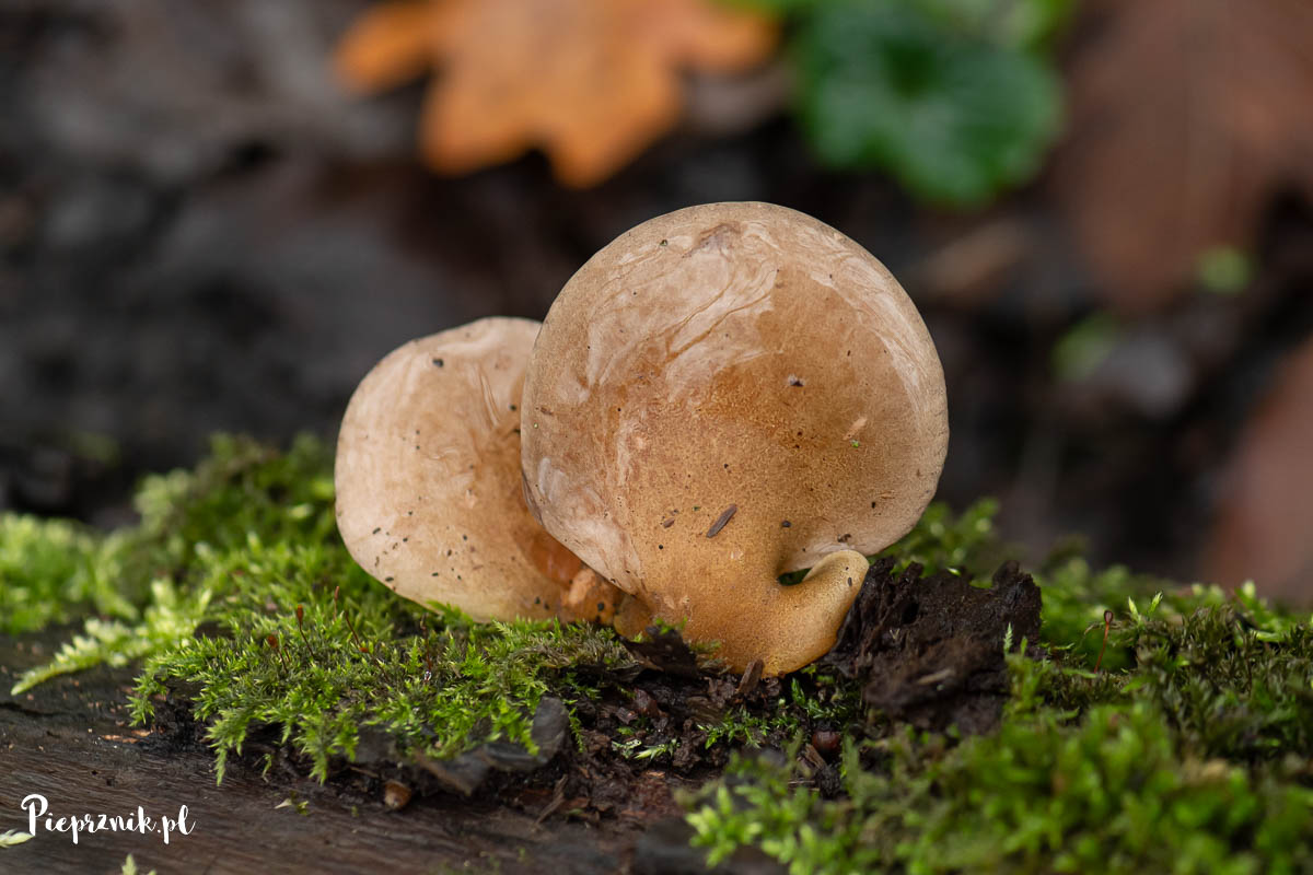 Łycznik późny (Sarcomyxa serotina)