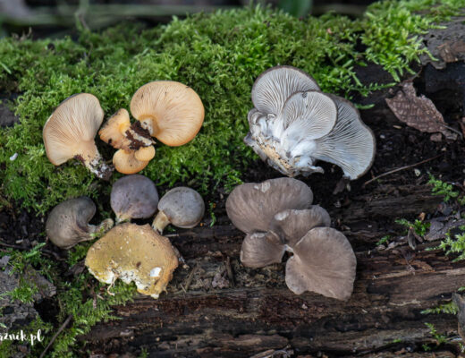 Boczniak ostrygowaty i łycznik późny