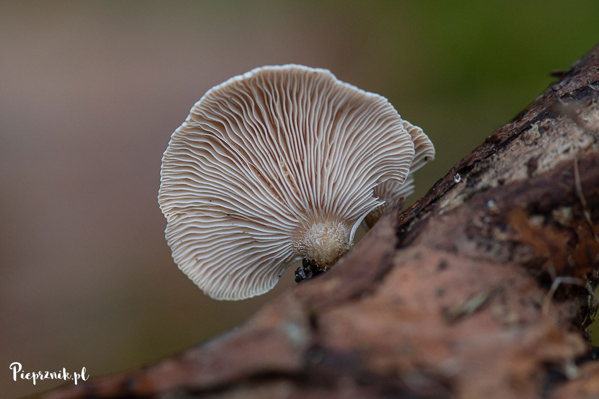 Łycznik białawy (Panellus mitis)