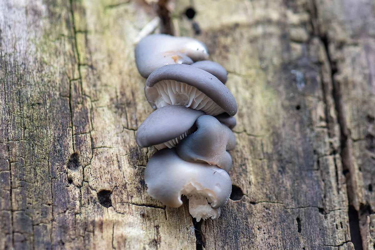 Boczniak ostrygowaty (Pleurotus ostreatus)