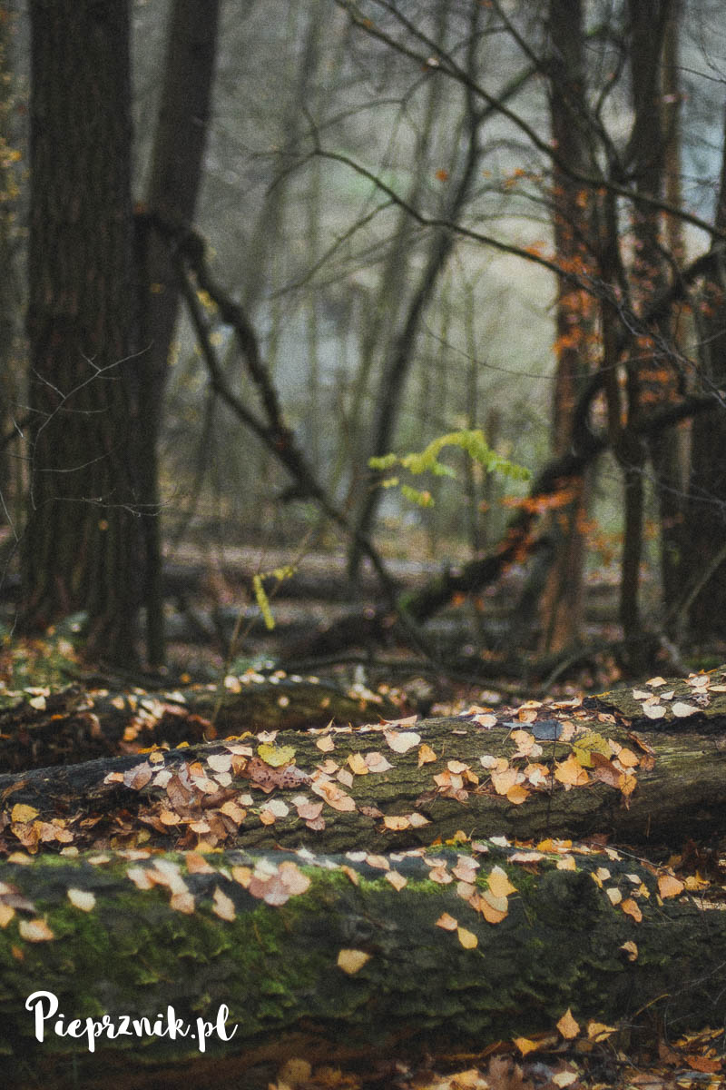 Listopad w lesie